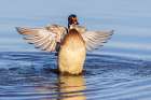 Wood duck male flapping wings in wetland, Marion County, Illinois. Art Print